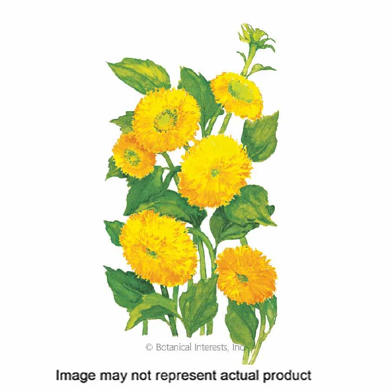 Flower Seed