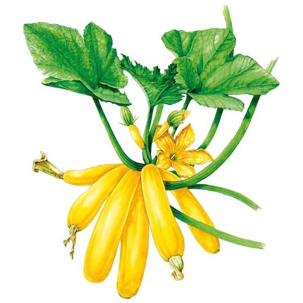 Max's Gold Summer Squash Seed